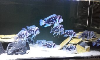 Tanganyika - 2