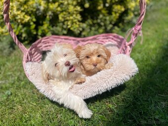 Maltipoo štěňátka - 2
