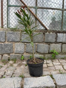 Oleander - 2