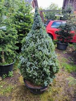 Smrk konicky. Picea glauca conica - 2