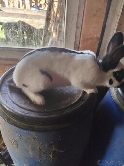 Králíci na chov nebo na maso - 2