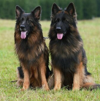 Německý ovčák - 2