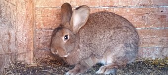 Prodám králíky - 2