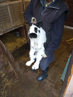 Králíci samice i samci německý obrovitý strakáči a křížencia - 2