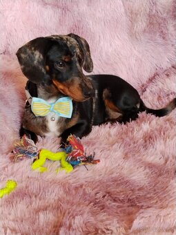 Jezevčík hladkosrstý trpasličí - 2