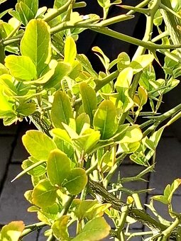Citronečník, Poncirus trifoliata, stromky, stromy - 2