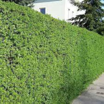 ZLATICE-Zlatý déšť: POSEL JARA - 2