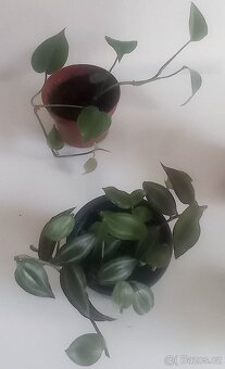 pokojové rostliny - 2