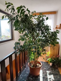 Prodám Fíkus Benjamin - 2