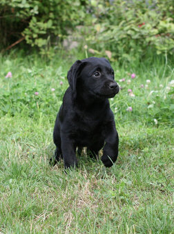 Labrador s PP FCI - 2