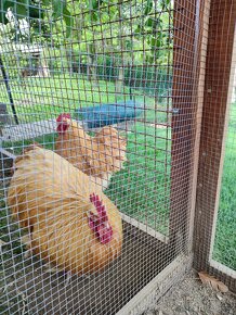Kuřata Orpington žlutý - 2