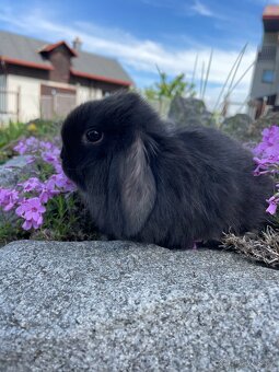 Minilop - Wonderland bunnies - 2