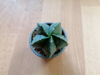 Krásný beztrnný kaktus Astrophytum Myriostigma Nudum - 2