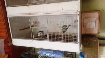 Kakariky - 2