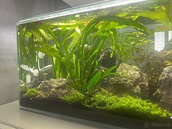 Echinodorus red - 2