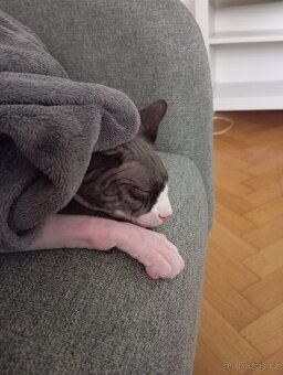 Kanadský sphynx - 2