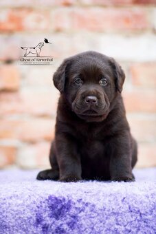 Labradorský retrívr - čokoládová fenečka s PP - 2