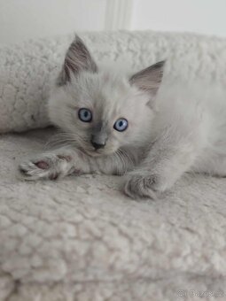 Ragdoll koťatka - 2