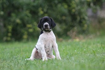 Štěňata pointer - 2
