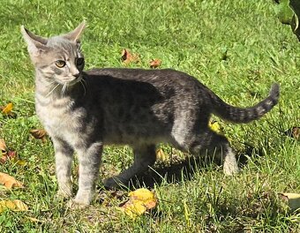 Bengálská kočka - 2