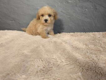 Maltipoo štěňátka k prodeji kluci - 2