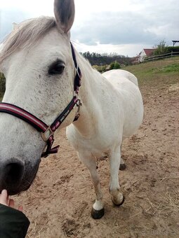 Arab/hucul klisna - 2