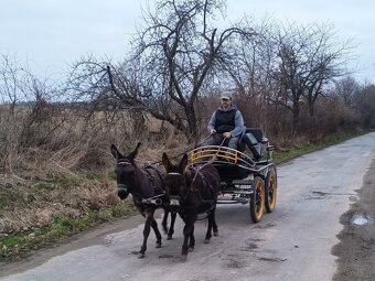 Maratoňák - jednospřeží - 2