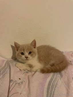 Prodám britská koťátka (bez PP) po papírových rodičích - 2