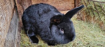 Prodám králíka - 2