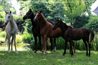 Nabízíme k prodeji arabské plnokrevníky - 2