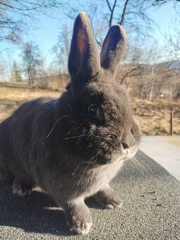 Vídeňský modrý a vídeňský černý - 2