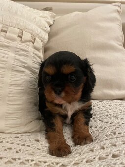 Kavalír King Charles Španěl - 2