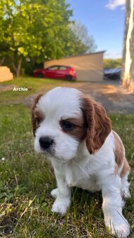 štěňata Cavalier King Charles Spaniel - 2