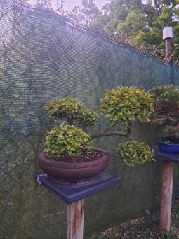 Bonsai,bonsaj Skalník - 2