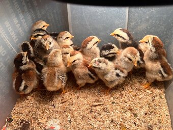Wyandotka zdrobnělá 🐣🐥 - 2