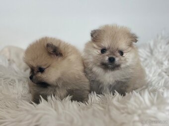 Pomeranian - 2