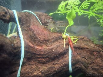 Akvarium s krevetkami - 2