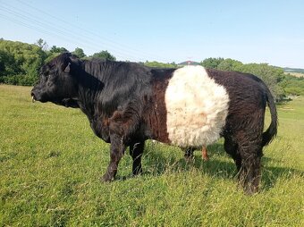 Plemenný býk belted galloway - EKO - 2