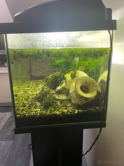 akvárium 50 litrů - 2