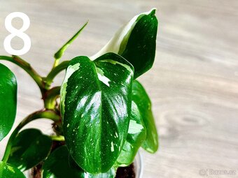 Philodendron White Princess - 2