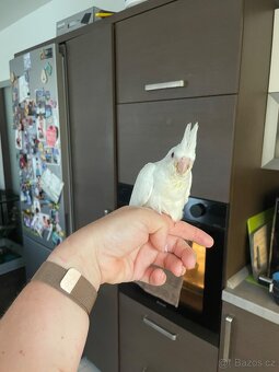 Ručně dokrmené korely Albino - 2