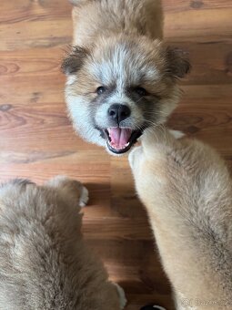 Štěňátka Akita Inu - 2