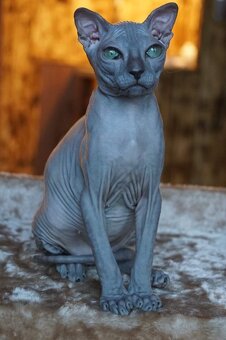Koťata Donský Sphynx s PP - 2