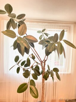 Ficus elastica 245 cm gumovnik, strom, kmen - 2