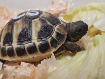 Želvy zelenavé odchov 2025 - 2