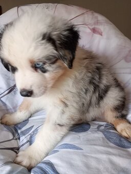 Australský ovčák bez PP pes (tyrkysový obojek) - 2