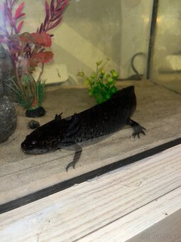 Axolotl Mexický 2x - 2