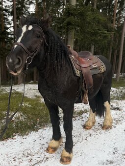 4letý hřebec na prodej - 2