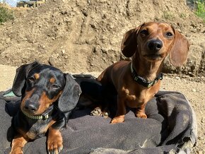 Jezevčík ke krytí - 2