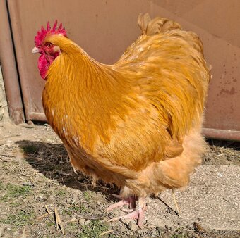 Kohout orpingtonky - 2